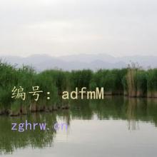 Ӱ
