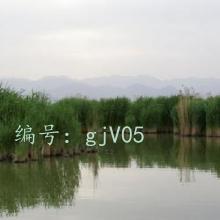 ʶ